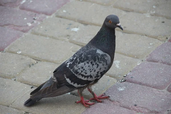 Asfaltta Mavi Bir Güvercin — Stok fotoğraf