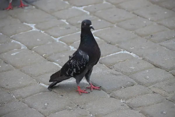 도시의 비둘기 — 스톡 사진