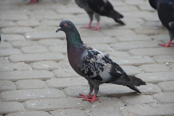 Asfaltta Mavi Bir Güvercin — Stok fotoğraf