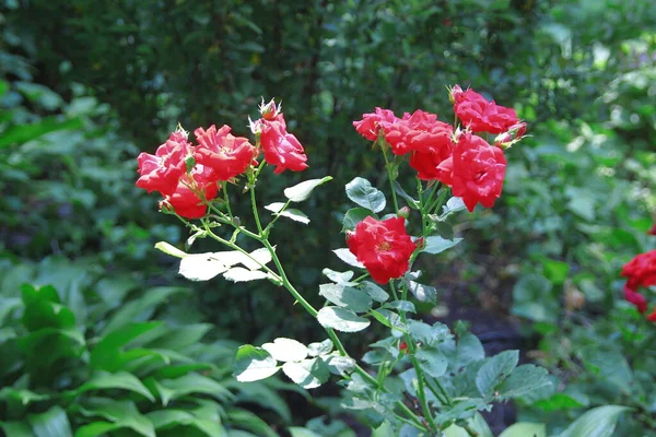 Belles Fleurs Roses Rouges Dans Jardin — Photo