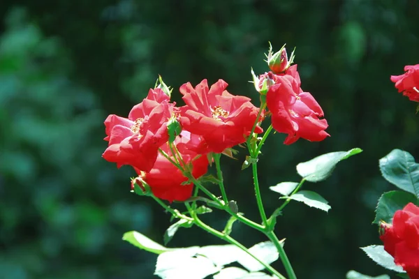 花园里美丽的红玫瑰花 — 图库照片