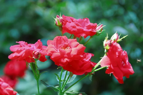 Lindas Flores Rosas Vermelhas Jardim — Fotografia de Stock