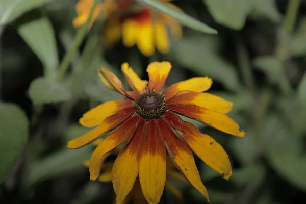 Mooie Gele Bloem Tuin — Stockfoto