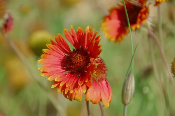 Hermosa Flor Amarilla Jardín — Foto de Stock