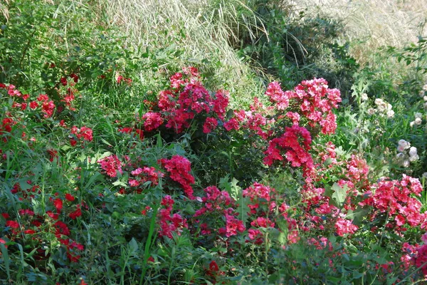 花园里美丽的红玫瑰花 — 图库照片