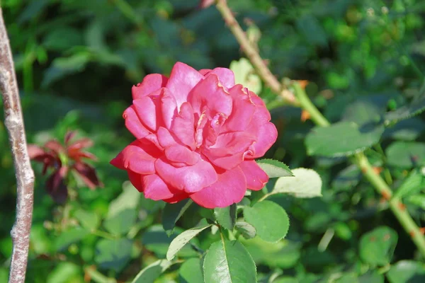 Lindas Flores Rosas Vermelhas Jardim — Fotografia de Stock