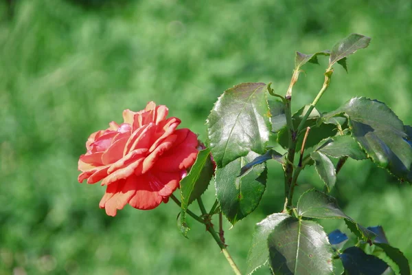 花园里美丽的红玫瑰花 — 图库照片