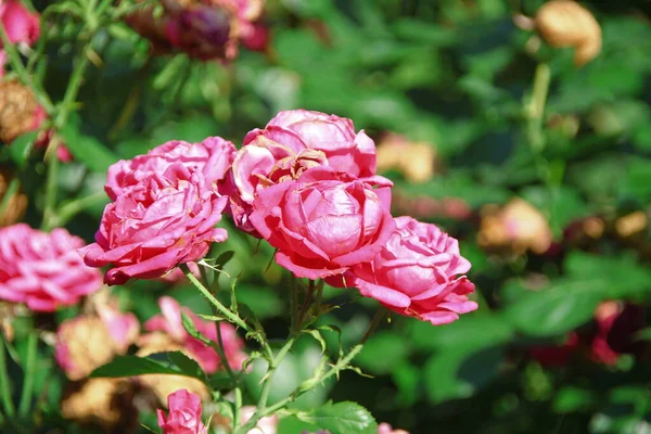 Lindas Flores Rosas Vermelhas Jardim — Fotografia de Stock