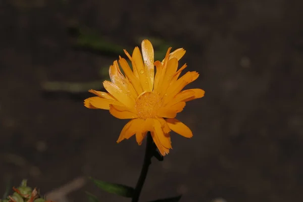 Hermosa Flor Amarilla Jardín — Foto de Stock