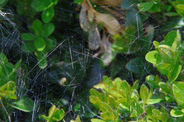 Yeşil bir boxwood çalısı üzerinde örümcek ağı