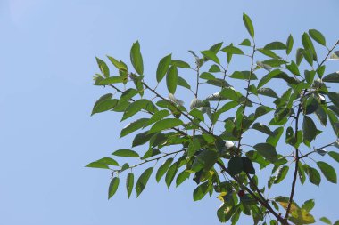 Bahçede yeşil kiraz yaprakları