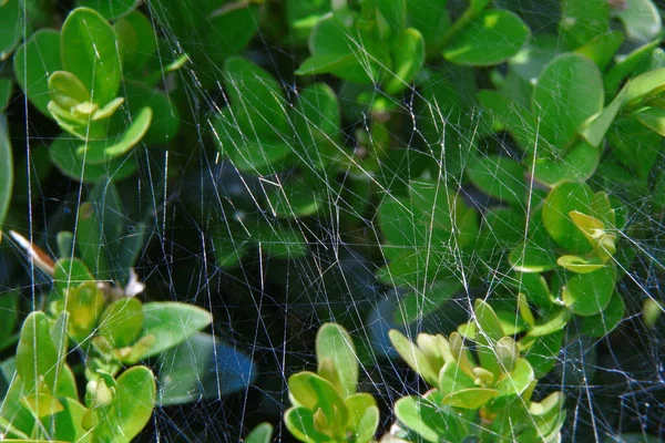 Yeşil bir boxwood çalısı üzerinde örümcek ağı