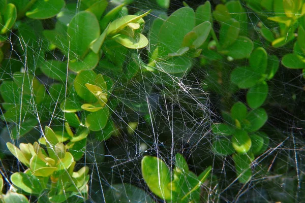Yeşil bir boxwood çalısı üzerinde örümcek ağı