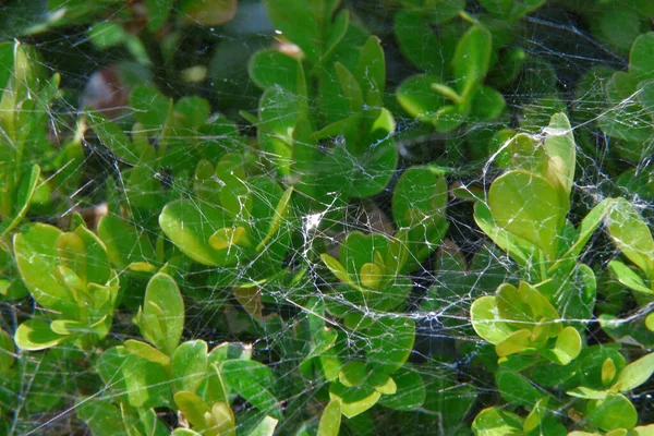 Cobweb Зеленом Дереве — стоковое фото