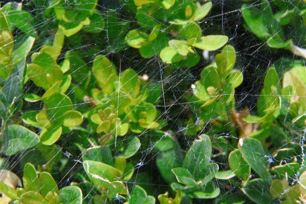 Cobweb Tufiș Lemn Verde — Fotografie, imagine de stoc