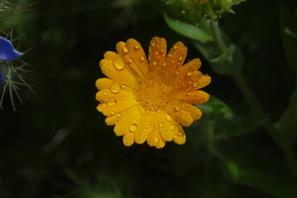 Piękny Żółty Kwiat Ogrodzie Pobliżu Domu — Zdjęcie stockowe