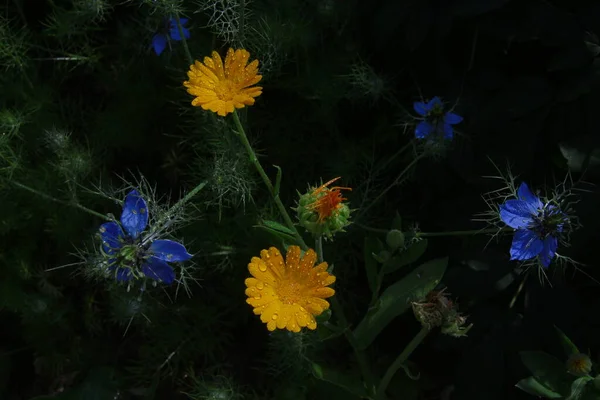 Hermosa Flor Amarilla Jardín Cerca Casa — Foto de Stock