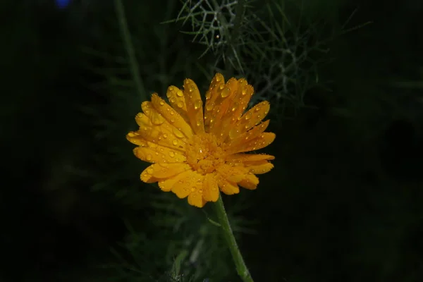 Schöne Gelbe Blume Garten Neben Dem Haus — Stockfoto