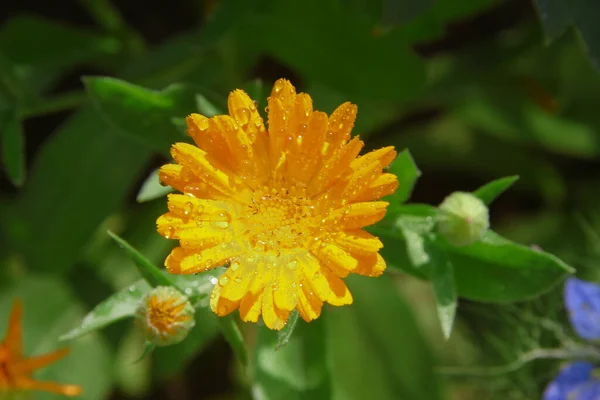 Hermosa Flor Amarilla Jardín Cerca Casa —  Fotos de Stock