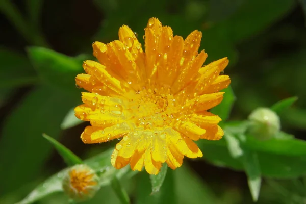 Schöne Gelbe Blume Garten Neben Dem Haus — Stockfoto