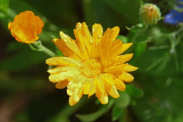 Krásná Žlutá Květina Zahradě Domu — Stock fotografie