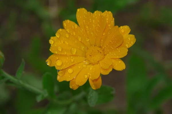 Belle Fleur Jaune Dans Jardin Près Maison — Photo