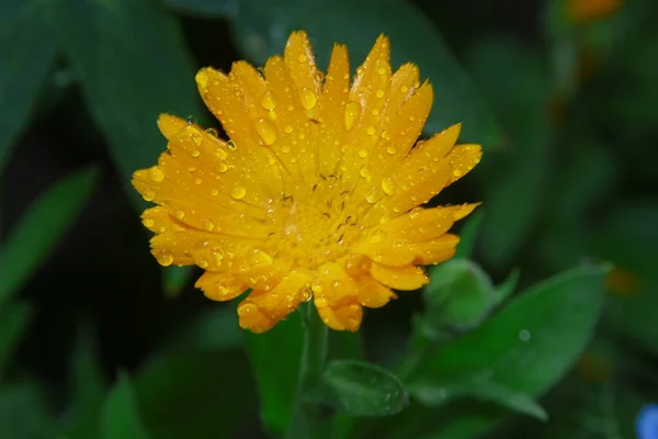 Belle Fleur Jaune Dans Jardin Près Maison — Photo