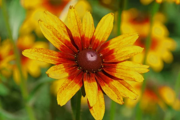 Schöne Gelbe Blume Garten Neben Dem Haus — Stockfoto