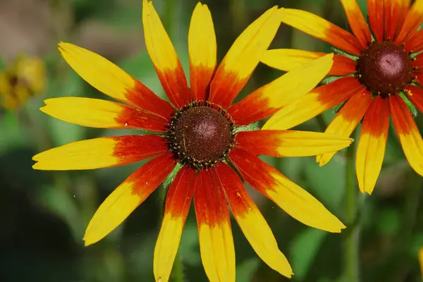 Hermosa Flor Amarilla Jardín Cerca Casa — Foto de Stock