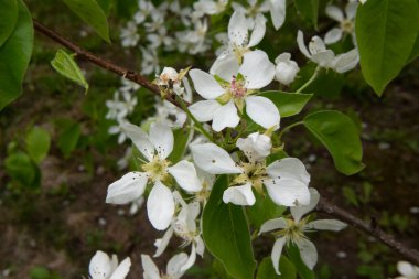 Bahçedeki beyaz pembe elma ağacı