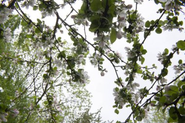Bahçedeki beyaz pembe elma ağacı