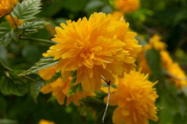 Bahçedeki çalılıklarda güzel sarı çiçekler