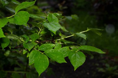 Baharda bahçede güzel yeşil bitkiler