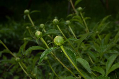 Baharda bahçede güzel yeşil bitkiler