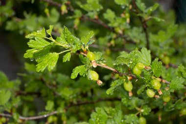 Baharda bahçede güzel yeşil bitkiler