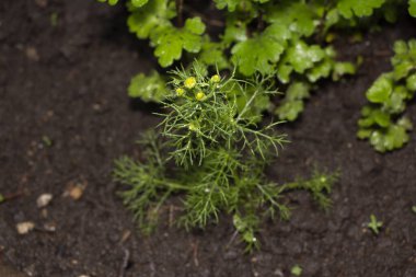 Baharda bahçede güzel yeşil bitkiler