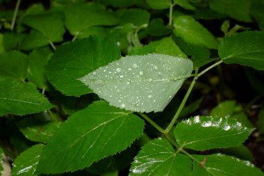 Baharda bahçede güzel yeşil bitkiler