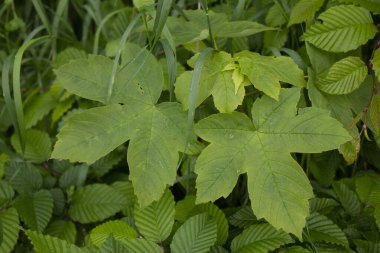 Baharda bahçede güzel yeşil bitkiler