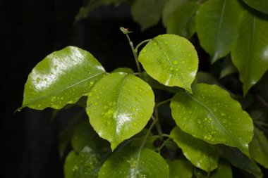 Baharda bahçede güzel yeşil bitkiler