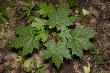Baharda bahçede güzel yeşil bitkiler