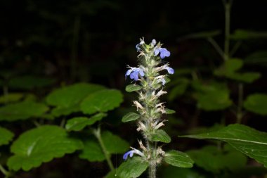 Yağmurdan sonra ormanda çiçek açar.