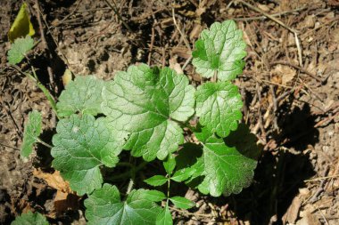 İlkbaharda ormanda yeşil çimenler ve bitkiler
