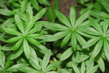 İlkbaharda ormanda yeşil çimenler ve bitkiler