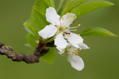 Baharda bahçede güzel yeşil bitkiler