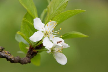 Baharda bahçede güzel yeşil bitkiler