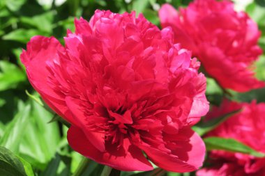 Bahçede şakayık çiçeği rengi