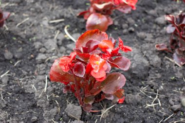 Parktaki çiçek tarhında kırmızı çiçekler