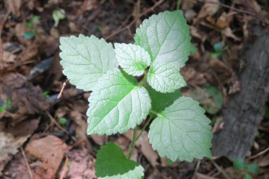 Parkta yeşil yapraklar