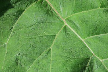 Parkta yeşil yapraklar