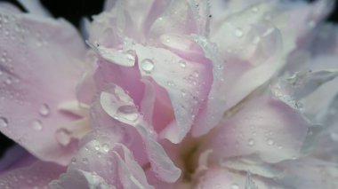 Parktaki çiçek tarhında kırmızı çiçekler